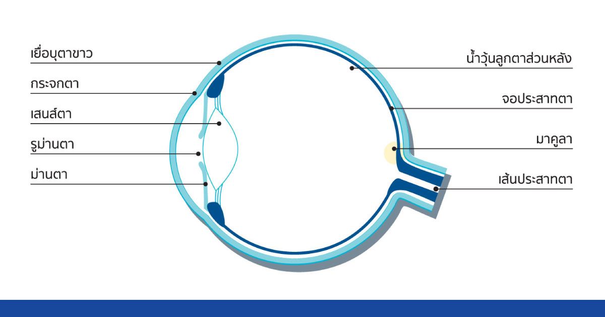 ความรู้เรื่องตา